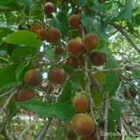 Dovyalis hebecarpa (Gardner) Warb.